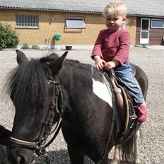 Anden særlig race Stabygårds Flurie SOLGT