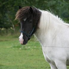 Islænder Löpp fra Egemose