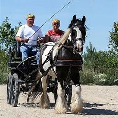 Irish Cob Moustafar Van Boeregemvel