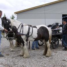Irish Cob Moustafar Van Boeregemvel