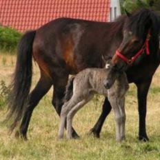 Islænder Máni fra Klovnhøj