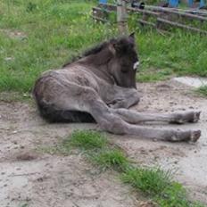 Islænder Máni fra Klovnhøj