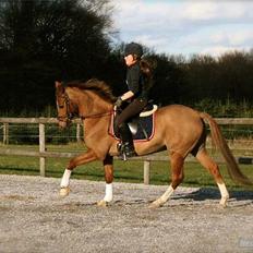 Hollandsk Sportspony Woldhoeve´S Lancet solgt