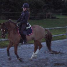 Hollandsk Sportspony Woldhoeve´S Lancet solgt