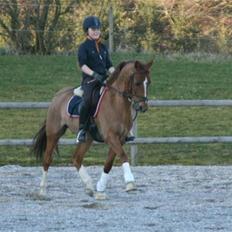 Hollandsk Sportspony Woldhoeve´S Lancet solgt