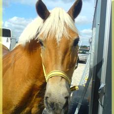 Haflinger kløv´s puk 