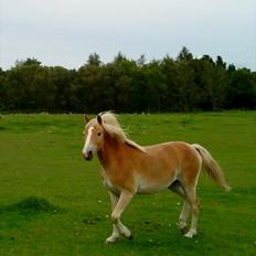 Haflinger Lo Enghøjgård