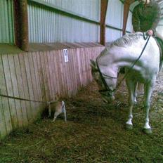 Polsk Varmblod Mak (max)