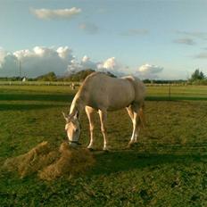 Polsk Varmblod Mak (max)