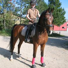 Tysk Sportspony BamBam. Elsket og savnet