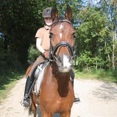 Tysk Sportspony BamBam. Elsket og savnet