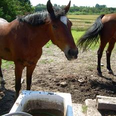 Anden særlig race Kalif