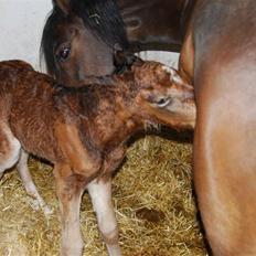 New Forest Åbakkens Morgan