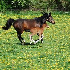New Forest Åbakkens Morgan