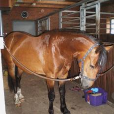 Welsh Cob (sec D) Sensation ((Passer)Solgt)