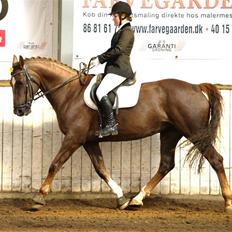 Welsh Partbred (Sec F) Lady Guinevera - SOLGT