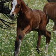 Dansk Varmblod Graversgaards Coulthard