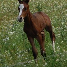 Dansk Varmblod Graversgaards Coulthard