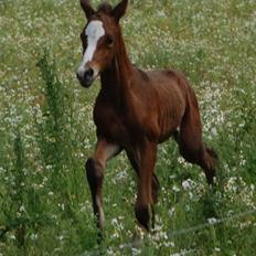 Dansk Varmblod Graversgaards Coulthard