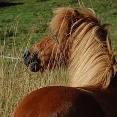 Shetlænder Zafir <3