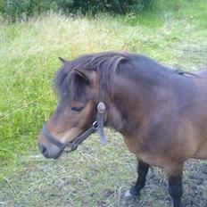 Shetlænder bruno R.I.P