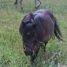 Shetlænder bruno R.I.P