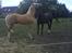 Oldenborg Blackie - Blackie og hendes mand:-)