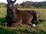 Oldenborg Blackie