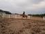 Haflinger kløv´s puk 