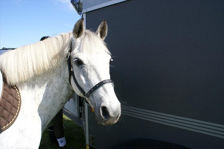 New Forest Højskovens Reja MitAlt!<3 - Min Prinsesse!<33 Foto Mor billede 2