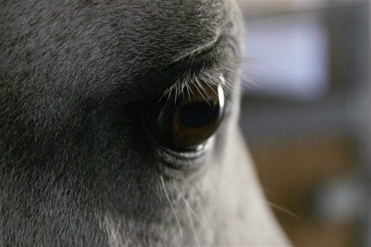 New Forest Højskovens Reja MitAlt!<3 - Min lille øje sten!<33 Foto Mig billede 3