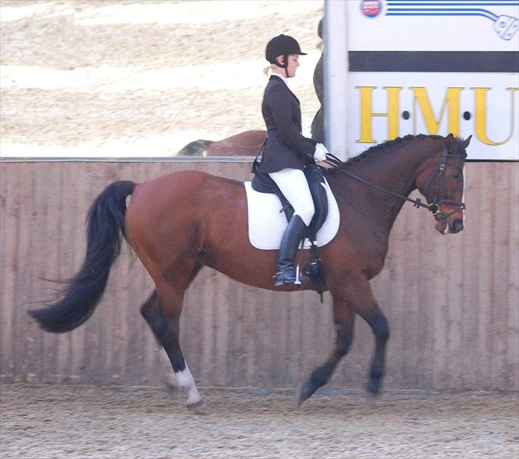 Dansk Varmblod Kadron Nexen (Ryppe) - fanget i et sjovt moment hehe ;) Foto: Annika L billede 10