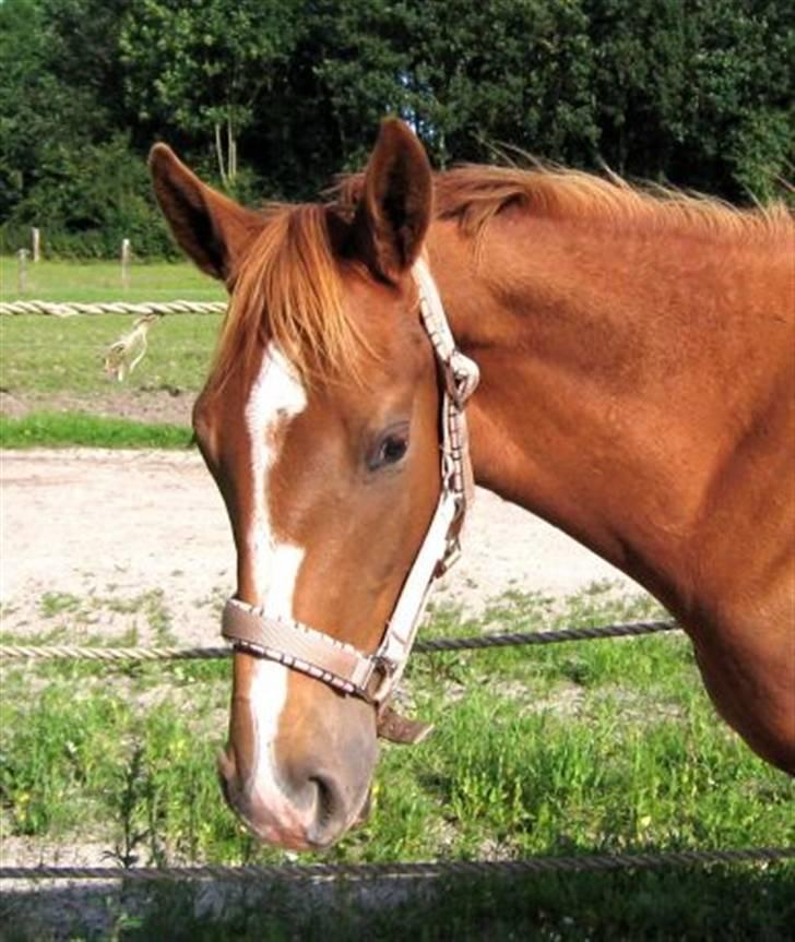 Dansk Varmblod Rebella La Rouge - Rebella som nuttet 1 års ;-) billede 1