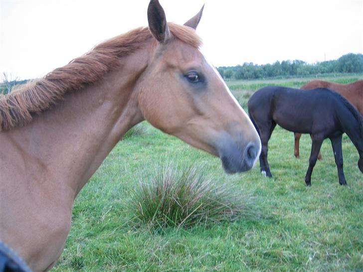 Dansk Varmblod Rebella La Rouge - Her er man lidt genert, sommerfold med andre tøser billede 2
