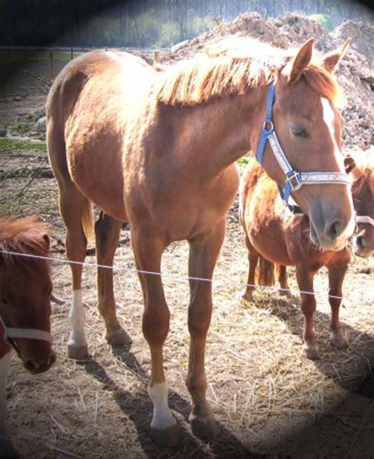 Dansk Varmblod Rebella La Rouge - Næsten 1 år gammel, billedet er fra første gang jeg så hende billede 3
