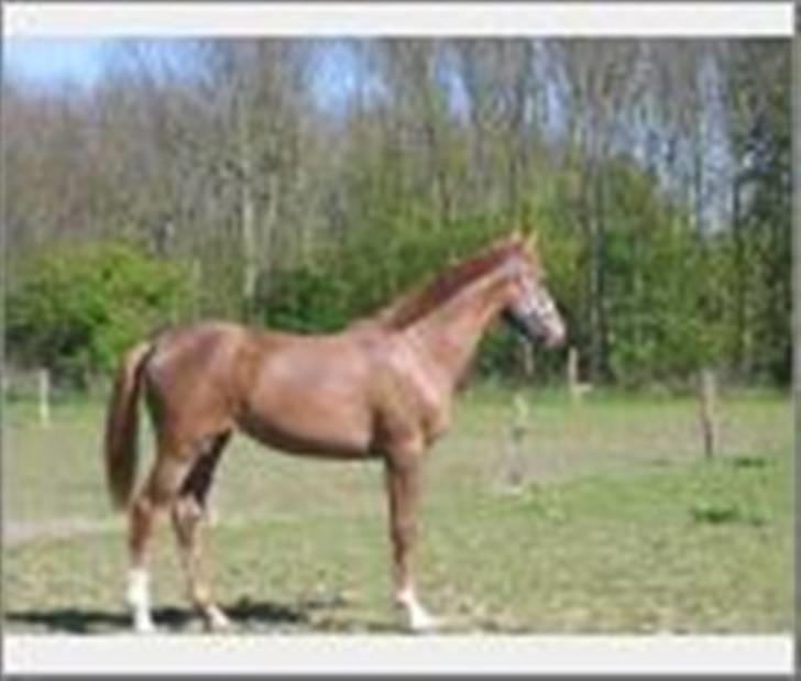 Dansk Varmblod Rebella La Rouge - Lige hjemkommet til nye folde...hvor er moaarrr billede 4