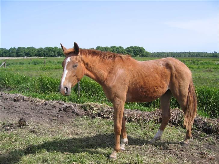 Dansk Varmblod Rebella La Rouge - Pyhaaa, det har været en lang vinter for tøsen, men ikke noget som 4 måneder på græs ikke kan rette op på :-) billede 5