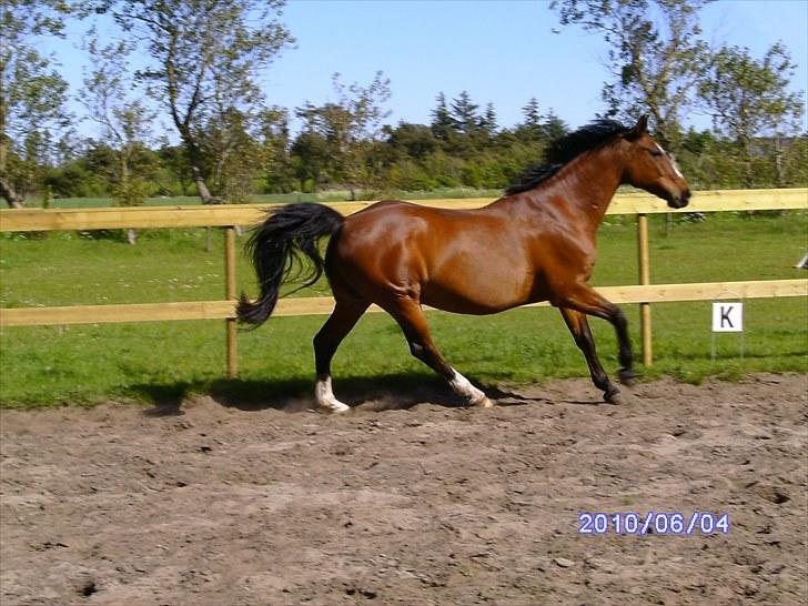 Dansk Varmblod Kadron Nexen (Ryppe) - Løs på ridebanen :) juni 2010 billede 13