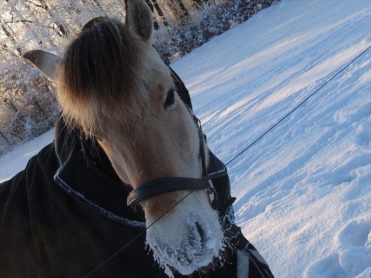 Fjordhest Helle Faurholt - behøver man sige mere billede 3