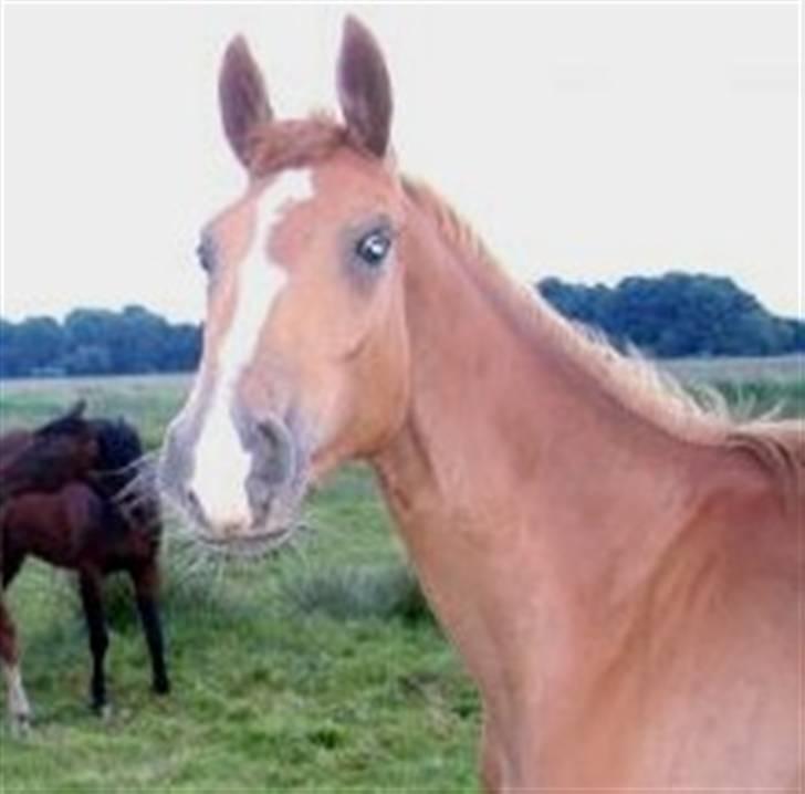 Dansk Varmblod Rebella La Rouge - Her kan man se at hun er ved at ligne en rigtig hest, 2 år er hun blevet billede 6