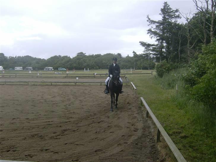 Connemara Benn. - 11# På Banen Lc1<3 billede 10