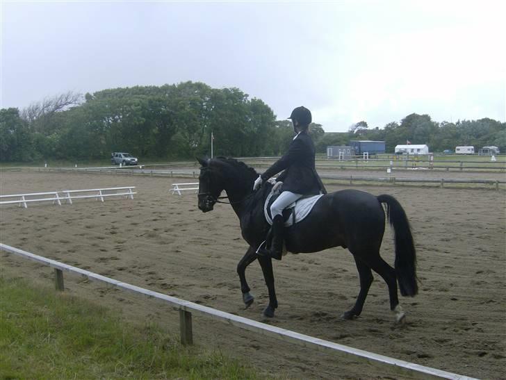 Connemara Benn. - 11# Fuck den bedste pony nogensinde<3 Skath elsker diq virklii<´´3! billede 11