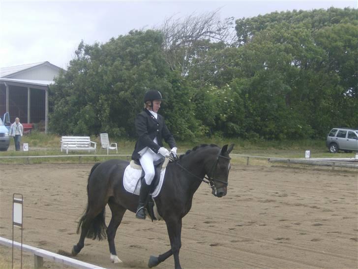 Connemara Benn. - 12# Elsker dette billed<3 Han er den smukkeste går smukkets.... Smuk smukkere Smukkest!!<3 billede 12