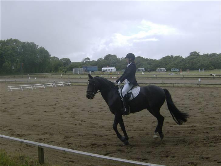 Connemara Benn. - Benn Gallop!!!!! Lc1<3 billede 13