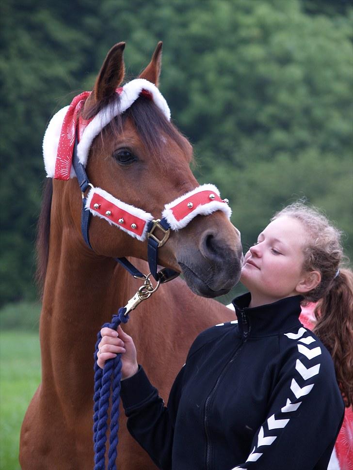 Arabisk fuldblod (OX) Gismo  R.I.P - Øgning billede 6