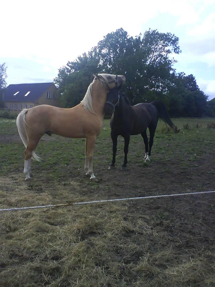 Oldenborg Blackie - Blackie og hendes mand:-) billede 17
