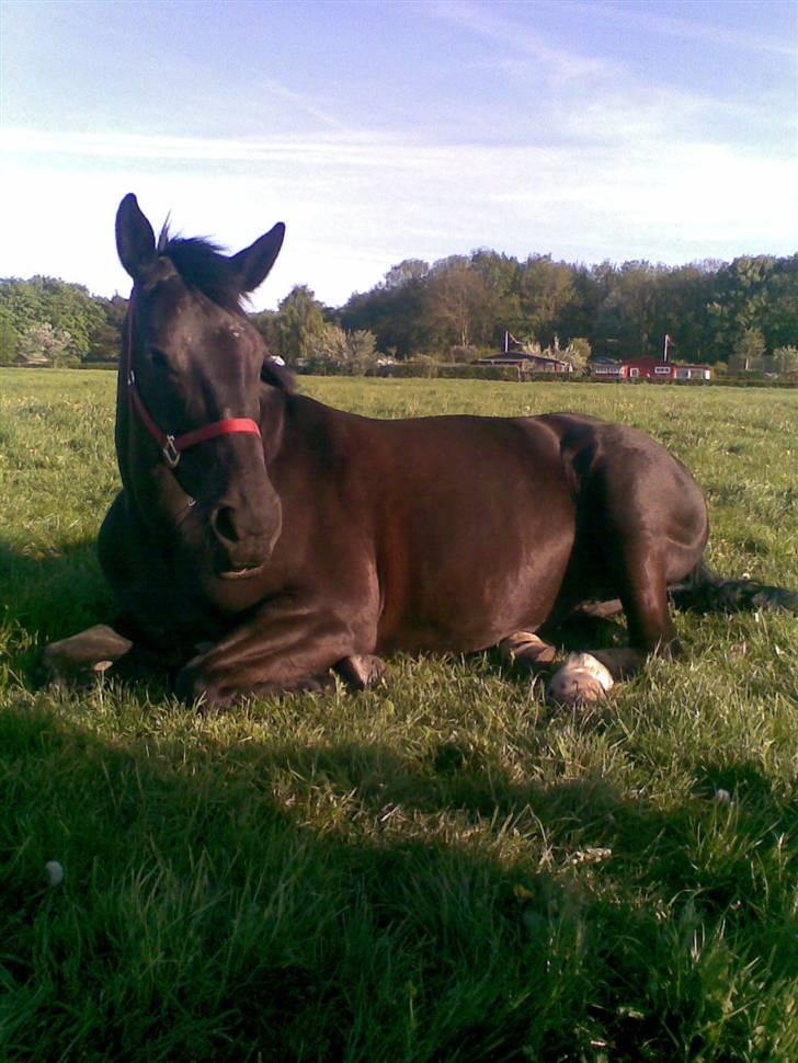 Oldenborg Blackie billede 18