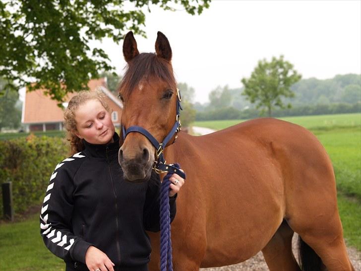 Arabisk fuldblod (OX) Gismo  R.I.P - Søde smukke Gis billede 11