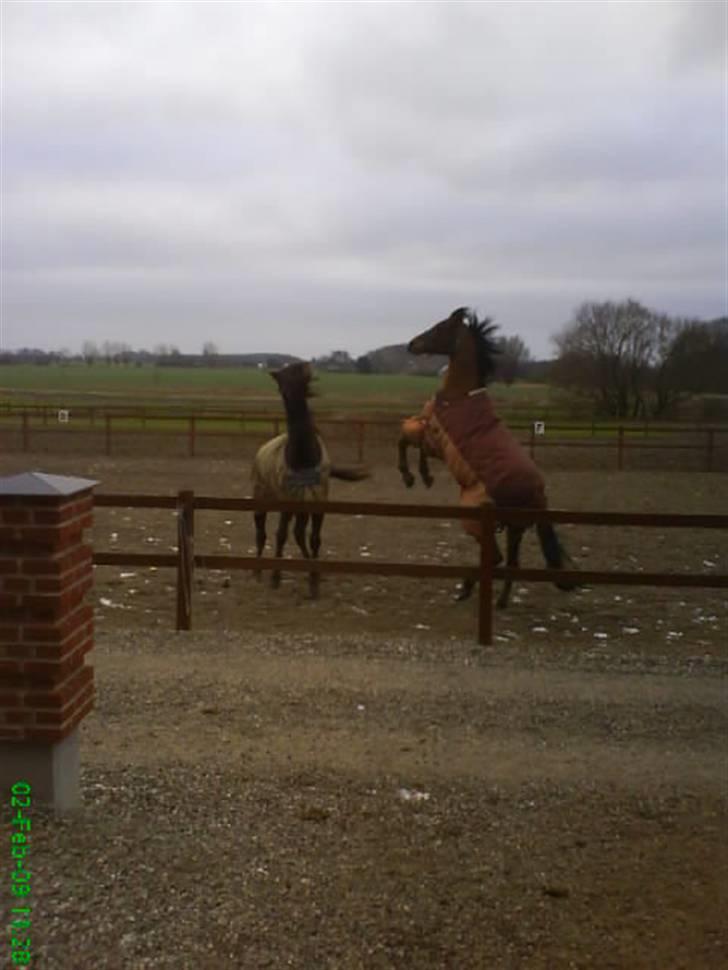 Arabisk fuldblod (OX) Gismo  R.I.P - Frække Gis billede 12