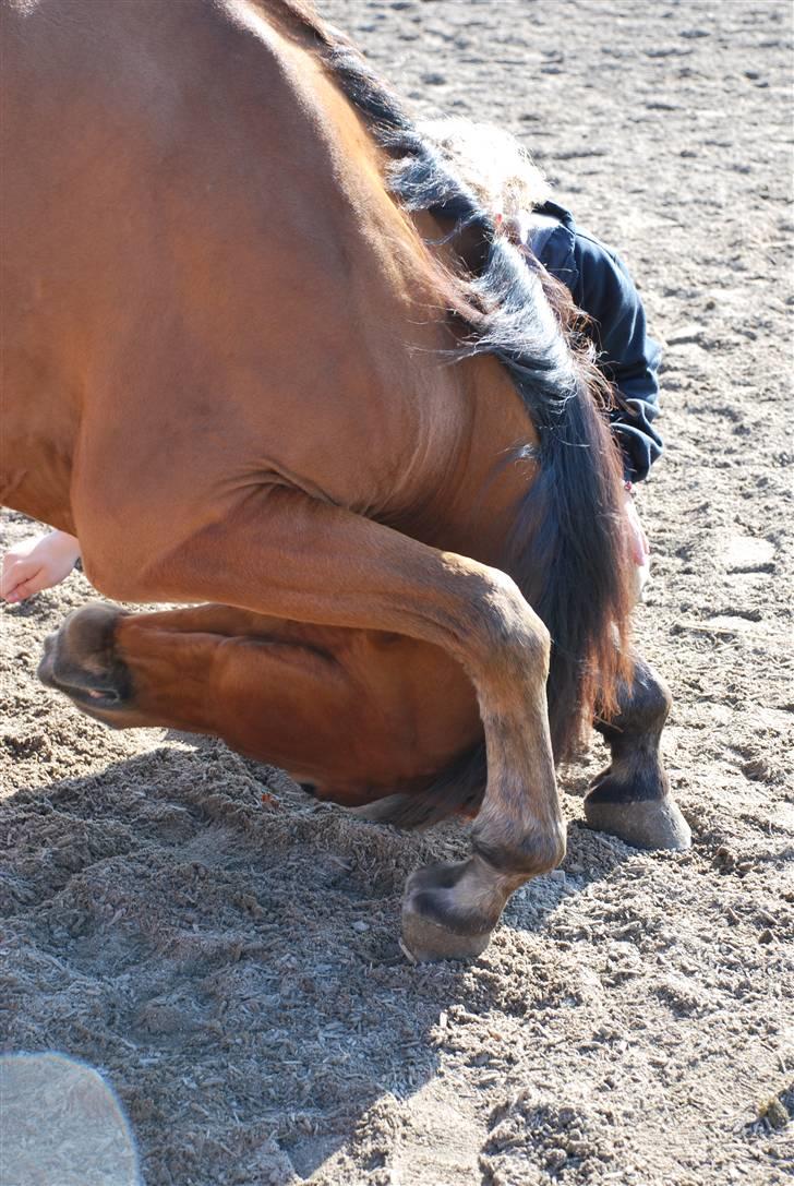 Arabisk fuldblod (OX) Gismo  R.I.P - er jeg ikke dygtig je kan ligge på hovdet hihi billede 13